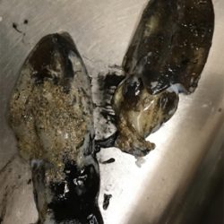 アオリイカを求めて②