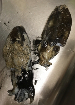 アオリイカを求めて②