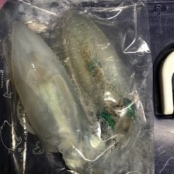 アオリイカ釣果