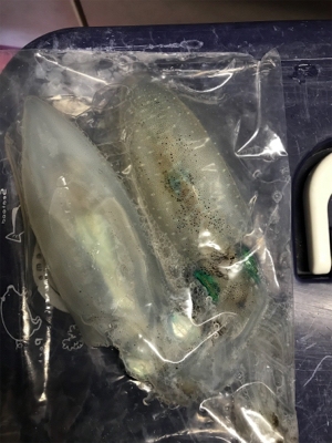 アオリイカ釣果