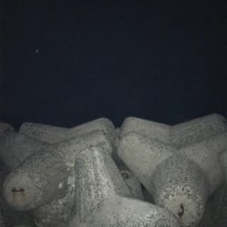 今年は太刀魚の当り年❗️