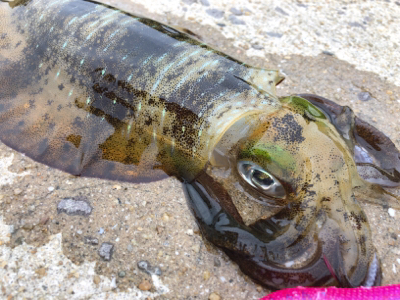 秋イカを求めて