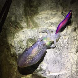 久しぶりのイカ