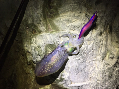 久しぶりのイカ