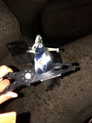 今年初のエギング&ワインド