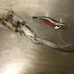 ジグでネリゴ。