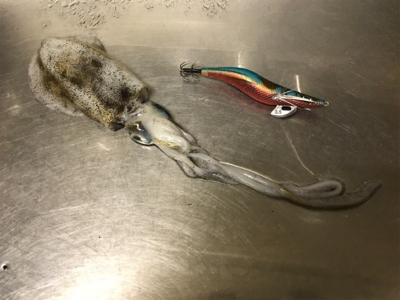 ジグでネリゴ。