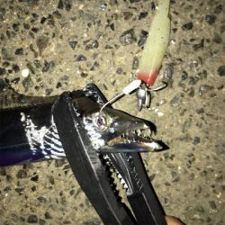 タチウオ渋ちん