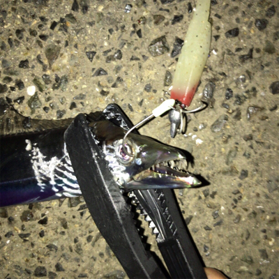 タチウオ渋ちん