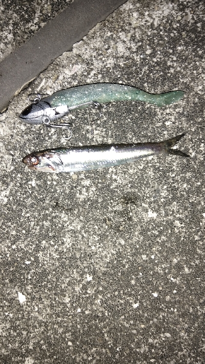 三連休はサゴシ、サバでした