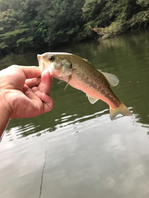 バス釣り