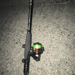 アオリとケンサキ