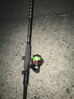 アオリとケンサキ