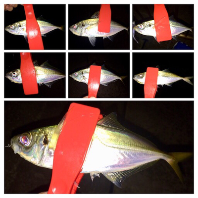 十五夜アジング