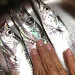 鳴門のタチウオ好調