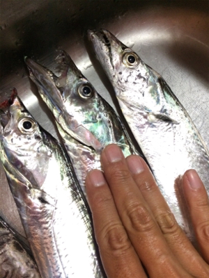 鳴門のタチウオ好調