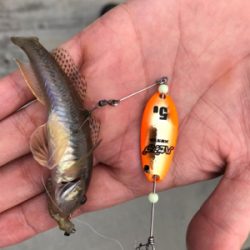 ハゼ釣りリベンジ