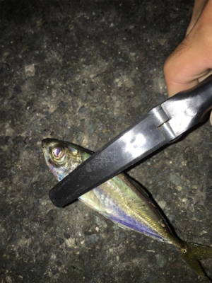 ライトアジング