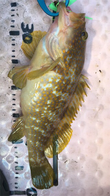 マイボートでタイラバ、ジギング釣行。