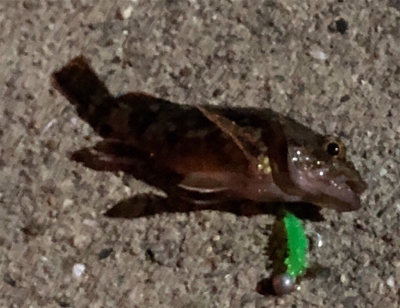 今日もガシリング