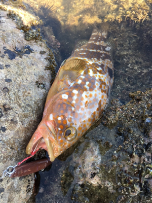 ロックショア本格シーズン