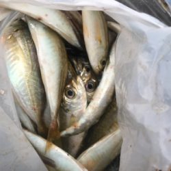 雨の中サビキ釣り