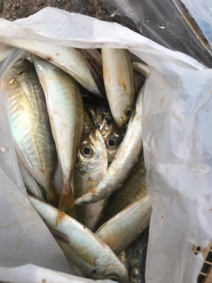 雨の中サビキ釣り