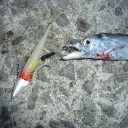 アジからのタチウオ