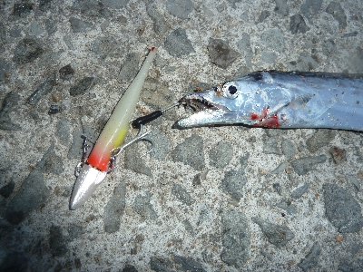 アジからのタチウオ