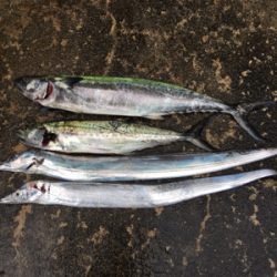 朝まづめショアジギ