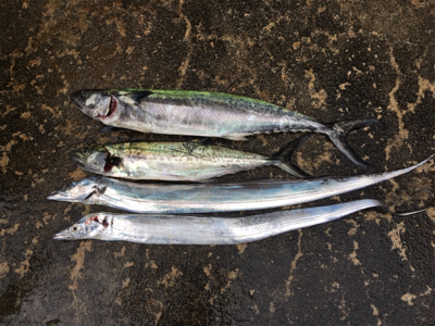 朝まづめショアジギ