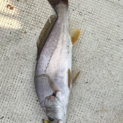 浜名湖ボート爆釣！！