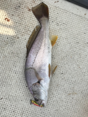 浜名湖ボート爆釣！！