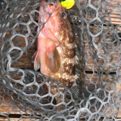 明石  鯛カブラ  虎之介