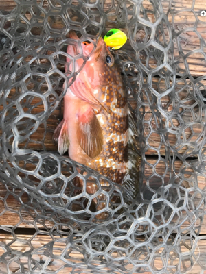 明石  鯛カブラ  虎之介