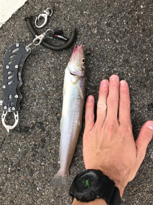 早朝ショアジギングで奇跡が