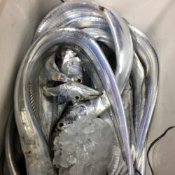 タチウオは爆！青物は、、、