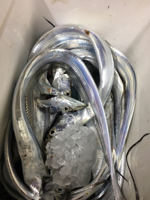 タチウオは爆！青物は、、、