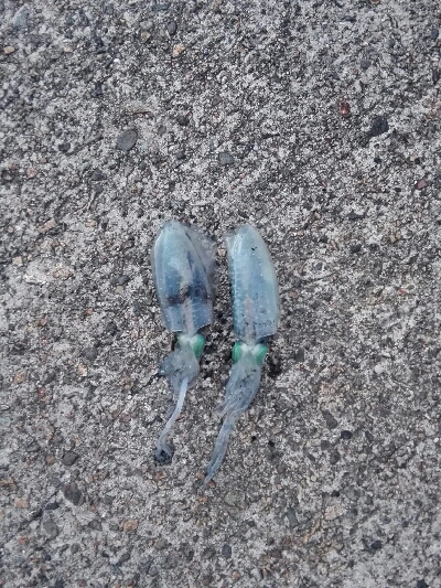 エギングしてたらタコ釣れた爆笑