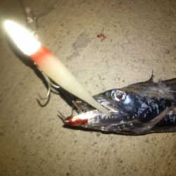 台風前のタチウオ