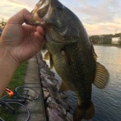 オータムトップ