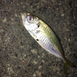 ナイトアジング