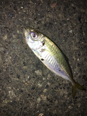 ナイトアジング