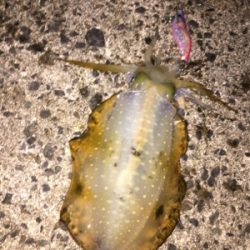 強風の中、今期一番(๑>◡<๑)