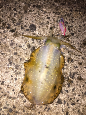 強風の中、今期一番(๑>◡<๑)