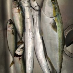 タチウオのちハマチのち‥