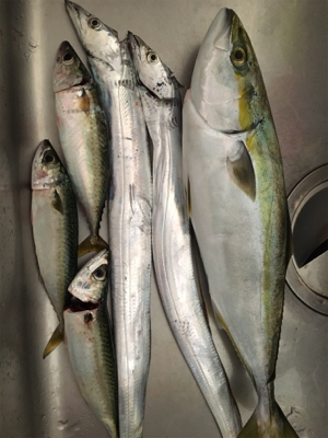 タチウオのちハマチのち‥