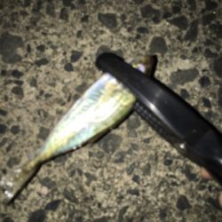 台風前アジング