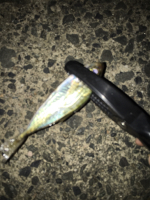 台風前アジング