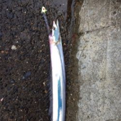 台風前タチウオ